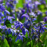 Scilla siberica BULK - 100 or 250 Bulbs