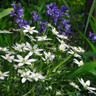 Ornithogalum umbellatum - PACK of 20  bulbs