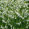 Leucojum aestivum