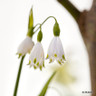 Leucojum aestivum