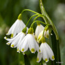 Leucojum aestivum