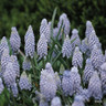 Muscari 'Valerie Finnis' BULK - 100 or 250 Bulbs