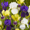 Iris 'Mixed' (Dutch) BULK - 100 or 250 Bulbs