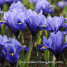 Iris reticulata (species) BULK - 100 or 250 Bulbs