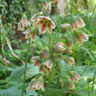 Allium siculum (Nectaroscordum) - PACK of 7 bulbs