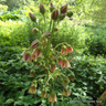 Allium siculum (Nectaroscordum) - PACK of 7 bulbs