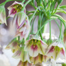 Allium siculum (Nectaroscordum) - PACK of 7 bulbs
