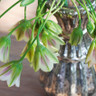 Allium siculum (Nectaroscordum) - PACK of 7 bulbs