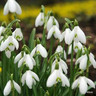 Galanthus woronowii BULK - 100 or 250 bulbs