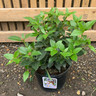 Viburnum tinus 'Eve Price' 5 ltr