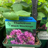 Thalictrum 'Black Stockings' - 9cm pot