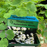 Thalictrum del 'Splendide White' - 9cm pot