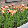 Tulip 'Grand Perfection'