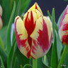 Tulip 'Grand Perfection'