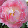 Tulip 'Peach Blossom'