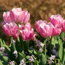 Tulip 'Peach Blossom'
