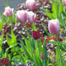 Tulip 'Dreaming Maid'