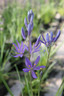 Camassia esculenta (quamash) - PACK of 19 bulbs