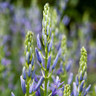Camassia esculenta (quamash)