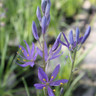 Camassia esculenta (quamash)