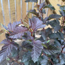 Physocarpus opul. 'Brown Sugar' 5ltr pot