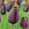 Tulip 'Queen of the Night' BULK - 100 or 250 bulbs