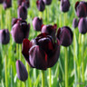 Tulip 'Queen of the Night'