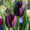 Tulip 'Queen of the Night'