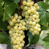 Vitis 'Muscat of Alexandria' (Grape Vine)
