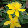 Hypericum - calycinum 4 pack