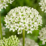 Allium nigrum