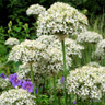Allium nigrum