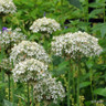 Allium nigrum