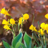 Species Narcissi 'Oxford Gold' - PACK of 9 bulbs