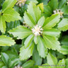 Pachysandra term. 'Green Carpet'