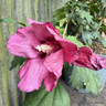 Hibiscus 'Woodbridge'