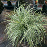 Carex 'Everest' (Grass)