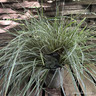 Carex 'Everest' (Grass) 2L