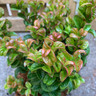 Leucothoe 'Curly Red' - 2ltr