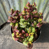 Leucothoe 'Curly Red' - 2ltr