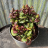 Leucothoe 'Curly Red' - 2ltr