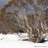 Eucalyptus pauciflora niphophila 8/10cm