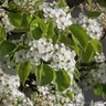 Pyrus calleryana 'Chanticleer (Callery Pear) BAREROOT