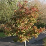 Pyrus calleryana 'Chanticleer (Callery Pear) BAREROOT