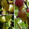 Gooseberry Selection - 3 Plants
