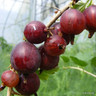 Gooseberry Selection - 3 Plants