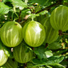 Gooseberry Selection - 3 Plants