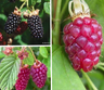 Berry Collection - 3 plants