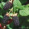 Berry Collection - 3 plants