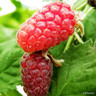 Berry Collection - 3 plants